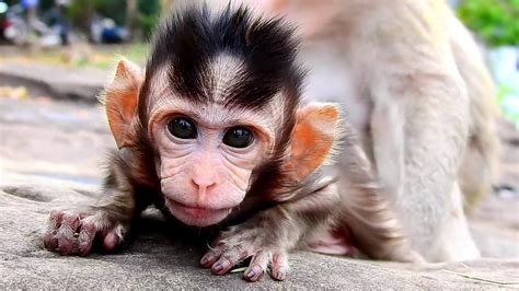 When this rescued pet monkey meets another little monkey, she immediately gives her a hug 🤗. By Taylor Nelson. Published on 10/5/2022 at 10:14 AM. Special thanks to Louisa & Merazonia Wildlife Refuge! Keep up with them on Facebook and Instagram. To support more animals like Andy, donate here.